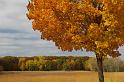 Fall Leaves at Tamarack